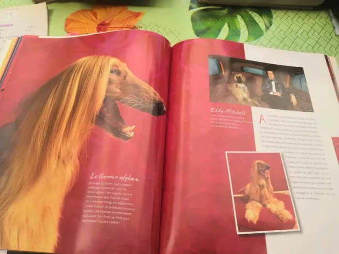 Livre 30 millions d'amis - Histoires de stars et de leurs animaux - photo numéro 3
