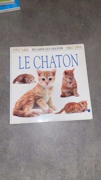 Le chaton