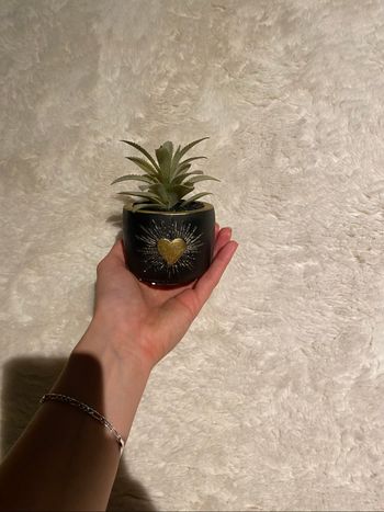 Plante de décoration