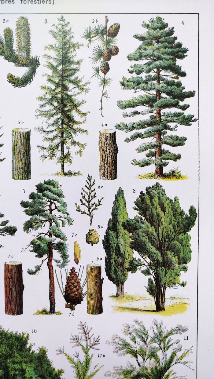 Affiche sur les arbres "épicéa", d'après une lithographie de 1928 - photo numéro 5