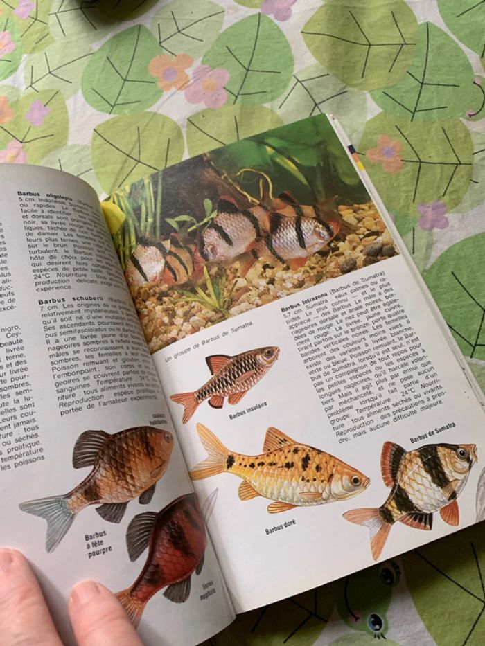 Les poissons d aquarium - photo numéro 6