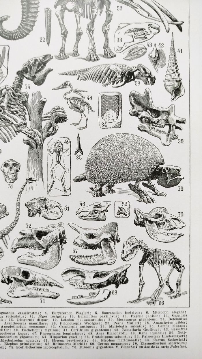 🦣 Affiche sur la paléontologie "mamouth", d'après une lithographie de 1928 - photo numéro 5