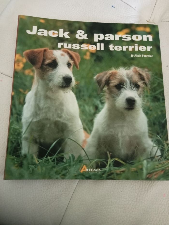Jack et Russell terrier