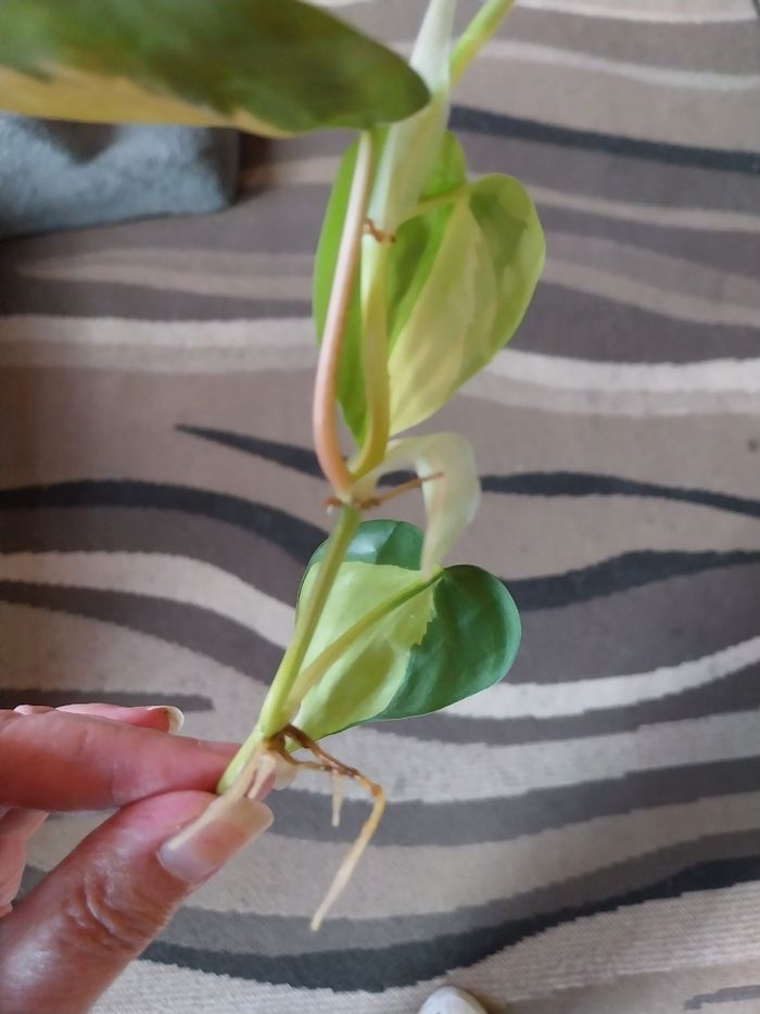 Pothos brasil - photo numéro 2