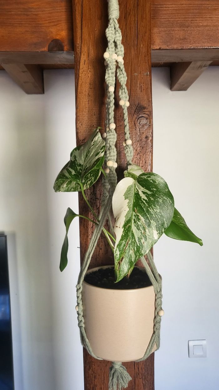 Monstera variegata