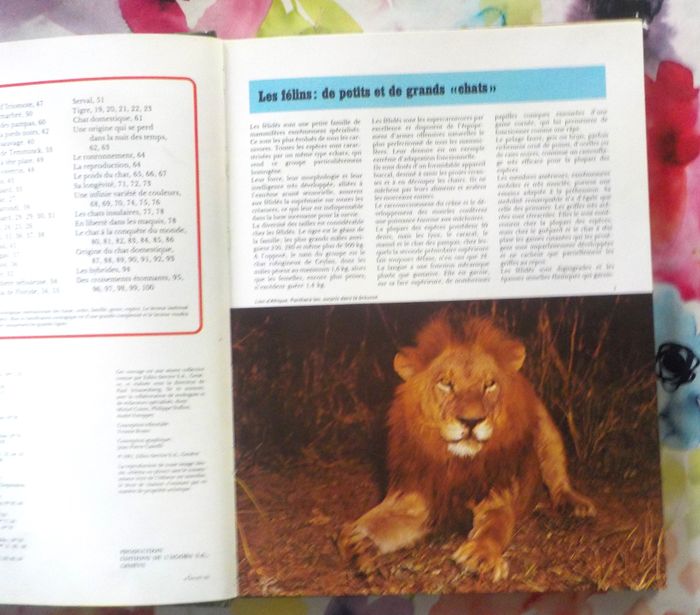 LES FELINS Panorama de la vie animale Ed. de l'Agora - photo numéro 6