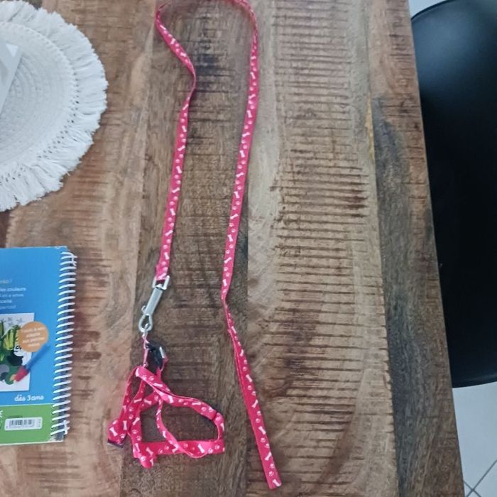 Laisse chien
