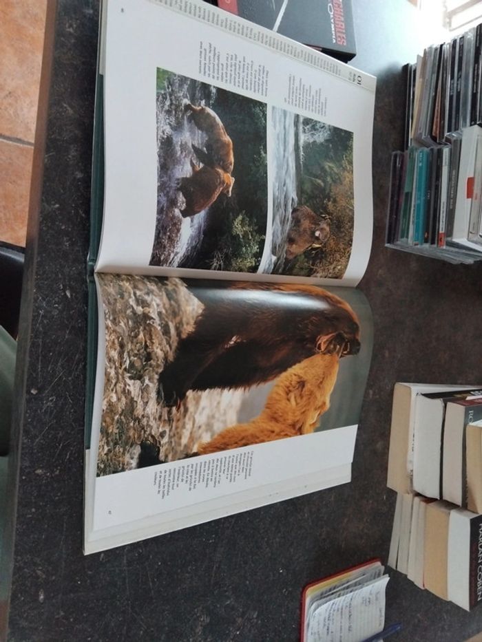 Livre ours - photo numéro 3