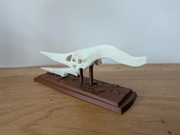 Crâne de ptéranodon sur socle - photo numéro 8