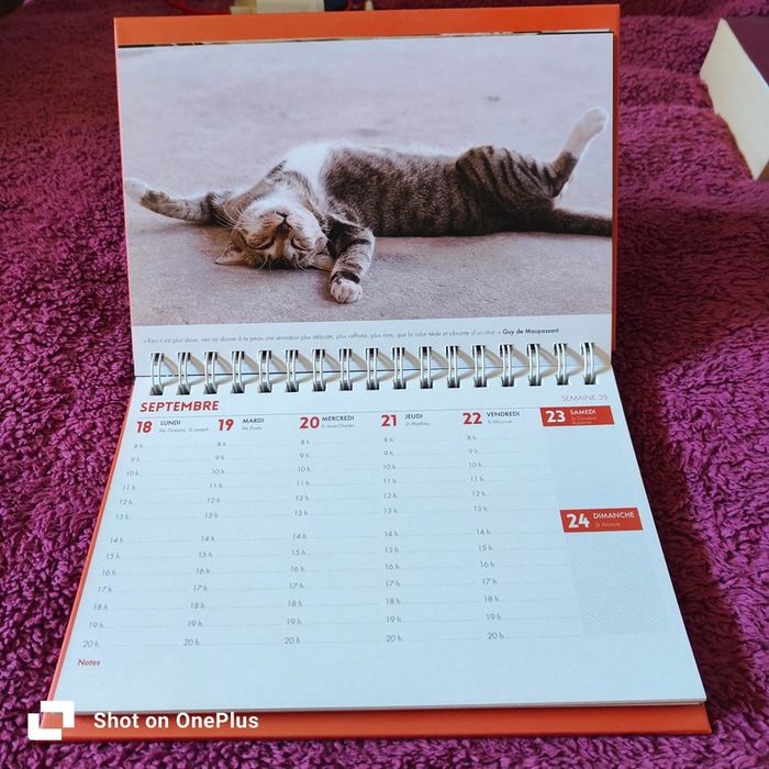 Drôles de chats agenda-calendrier 2023 - photo numéro 5
