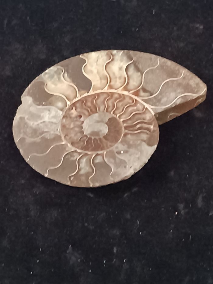 Ammonite - photo numéro 3