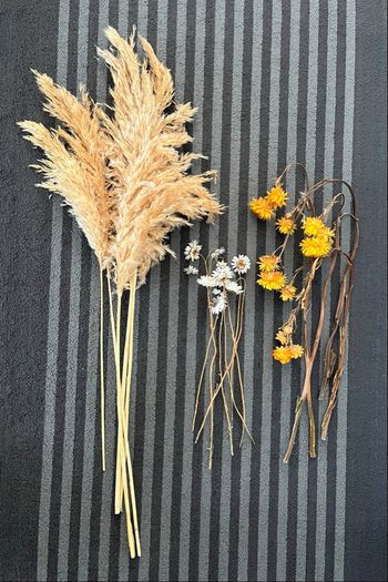 Lot de fleurs séchées déco bohème pampa