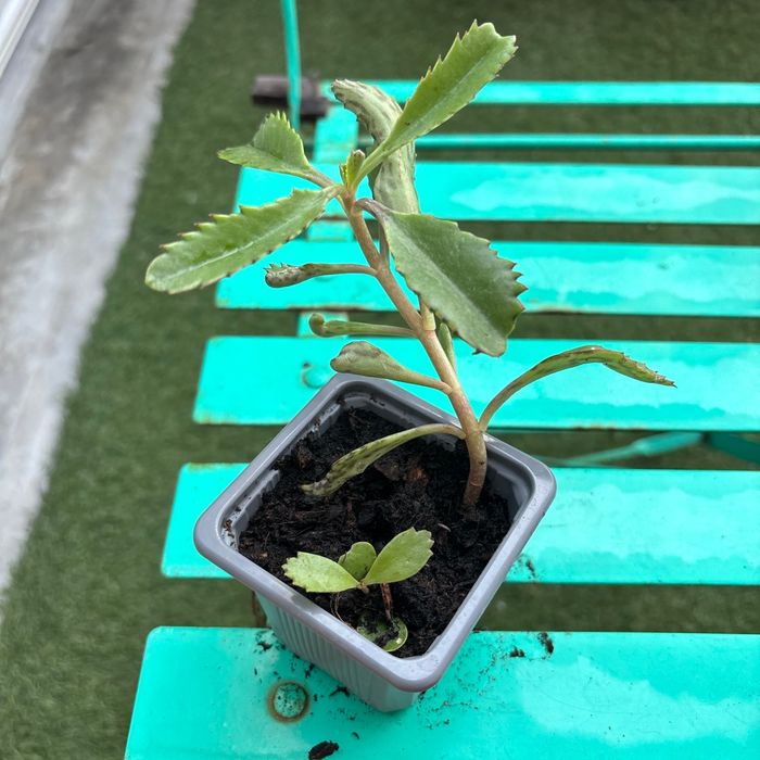 Superbe bouture Kalanchoe daigremontiana, plantes-mères ou Mère de milliers. - photo numéro 3