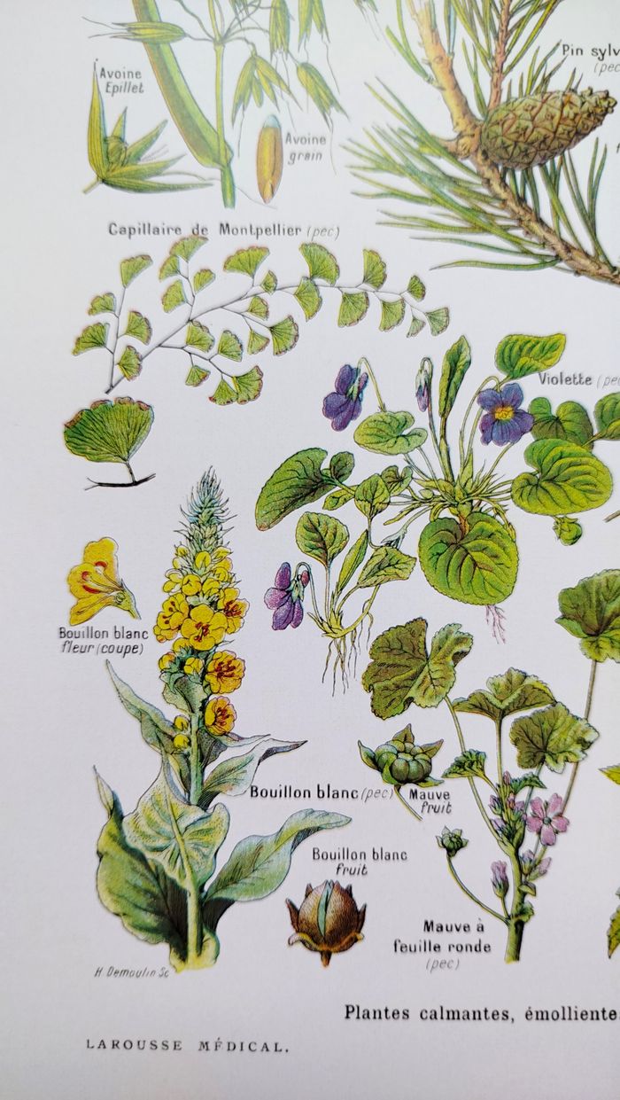 Affiche botanique sur les plantes calmantes, d'après une lithographie de 1928 - photo numéro 4