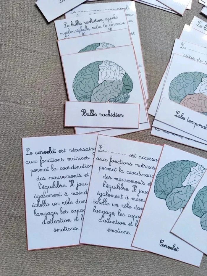 Cartes de nomenclature sur l'anatomie du cerveau Montessori - photo numéro 4