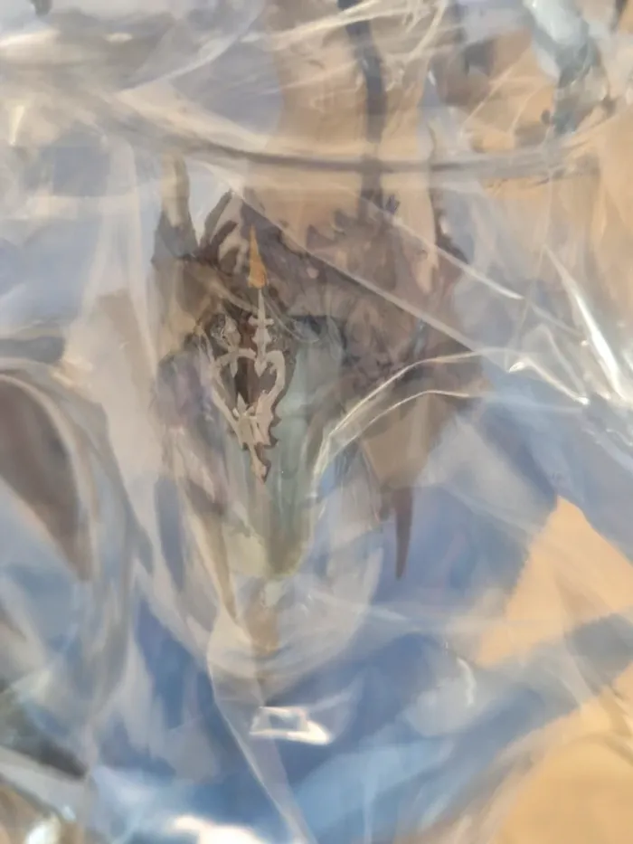 Figurine Final Fantasy XVI Ichibankuji : Shiva - photo numéro 10