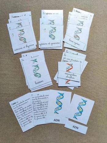 Cartes de nomenclature de L'ADN