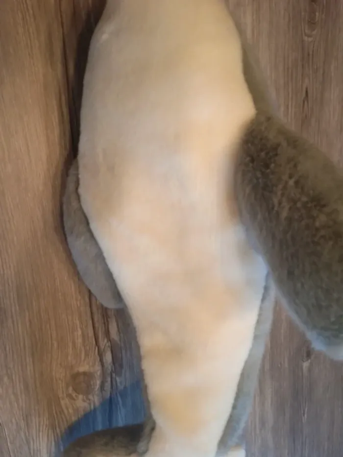 Peluche longueur 60 cm - photo numéro 3