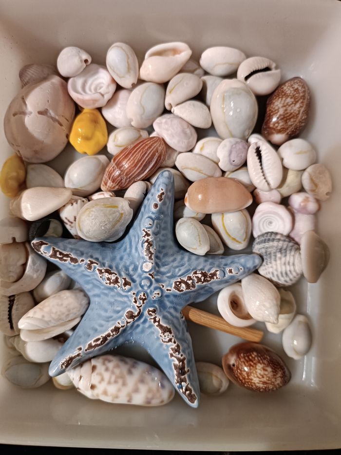 Boite de petits coquillages - photo numéro 3