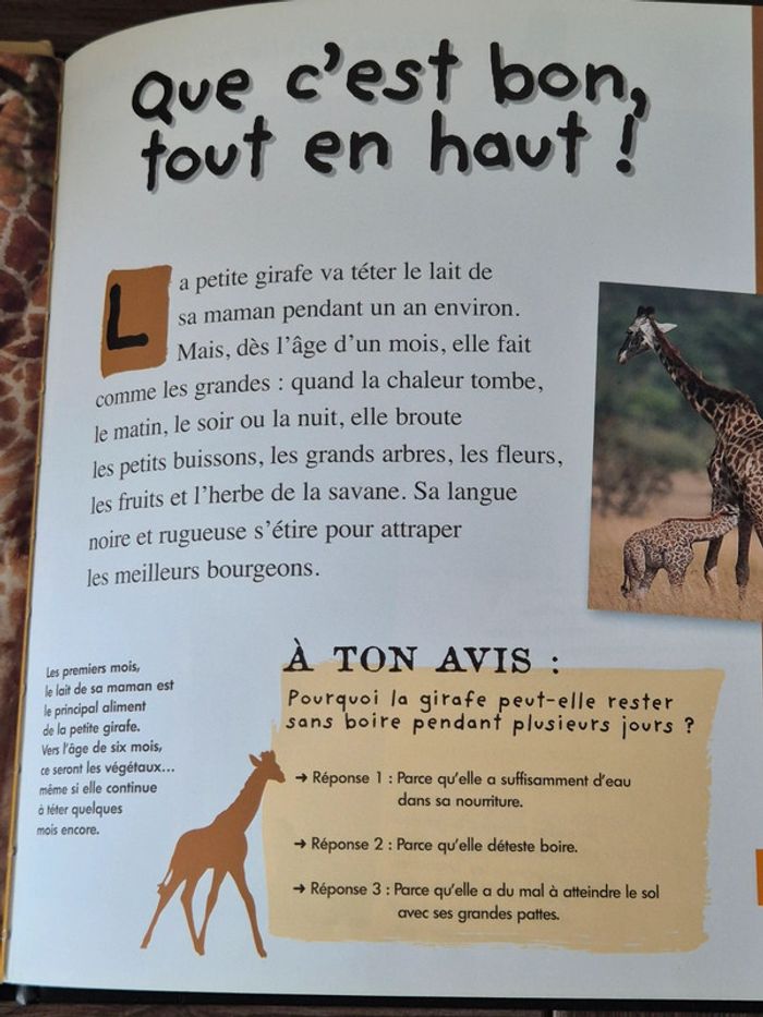 La petite girafe - qui es tu ? - photo numéro 2