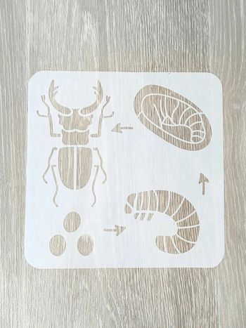 Pochoir du cycle de vie du lucarne cerf-volant