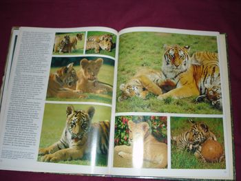 Livre Les bébés animaux des éditions Soline