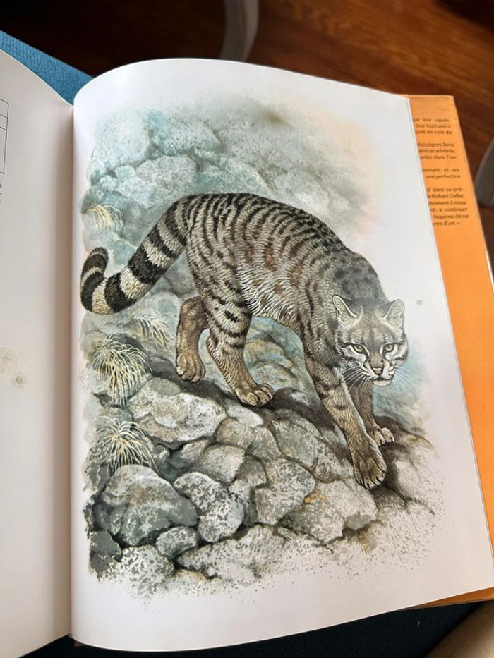 Livre Les Félins Robert Dallet Nathan rares illustrations tigre lion panthère léopard album - photo numéro 11