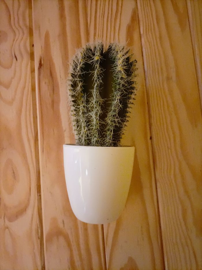 Cactus artificiel réaliste pot blanc laqué - photo numéro 3