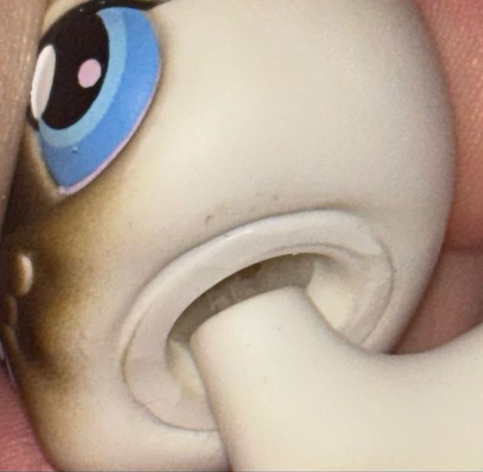 siamois #5 - photo numéro 5