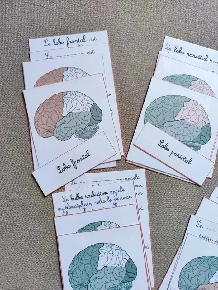 Cartes de nomenclature sur l'anatomie du cerveau Montessori - photo numéro 2