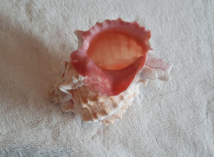 Coquillage - photo numéro 6