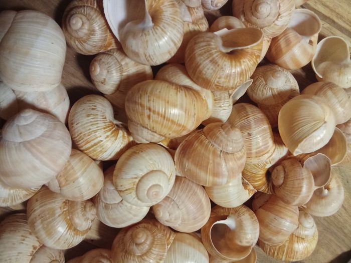 Coquilles d'escargots - photo numéro 2