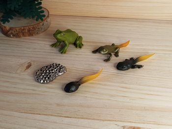 Figurine grenouille rainette Cycle de la vie