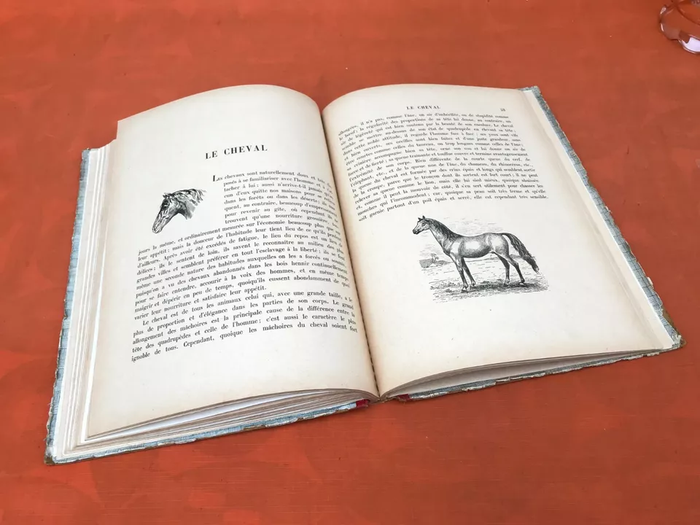 Les Animaux Sauvages et Domestiques (Mai 1929) Garnier Frères Paris - photo numéro 6