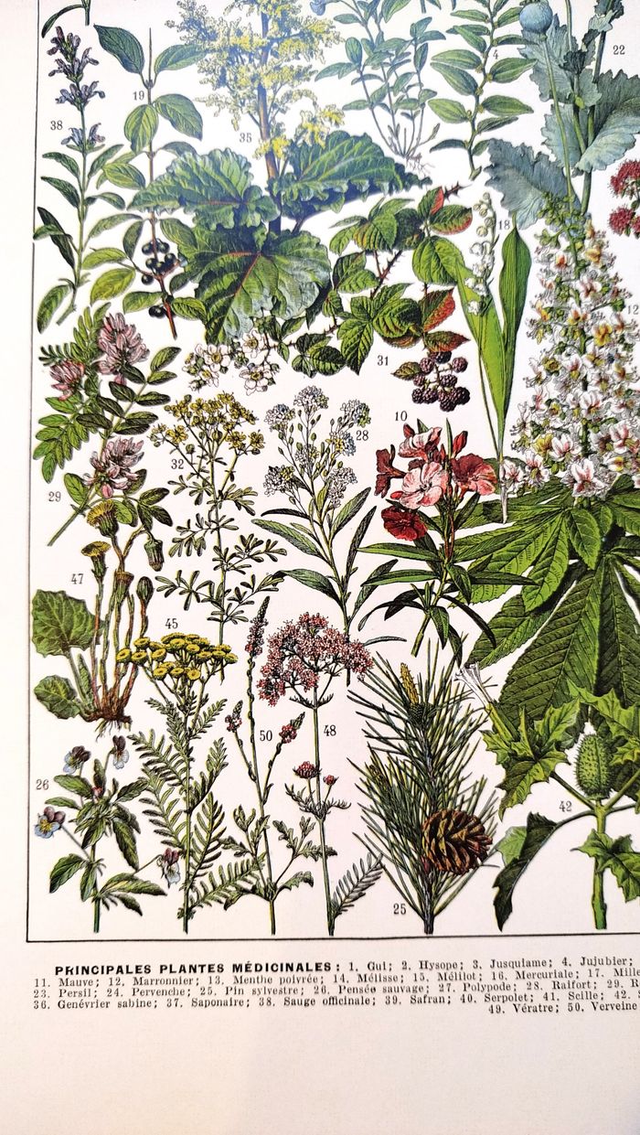 🍃 Affiche sur les plantes médicinales "gui", d'après une lithographie de 1928 - photo numéro 5