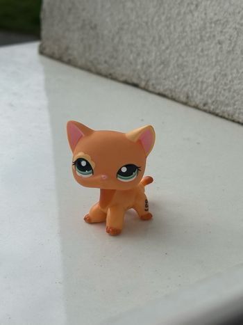 Pethsop Chat Européen #1643