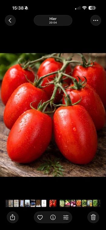 Tomate Rio grande 100 graines 