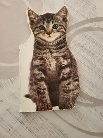 Livre chat