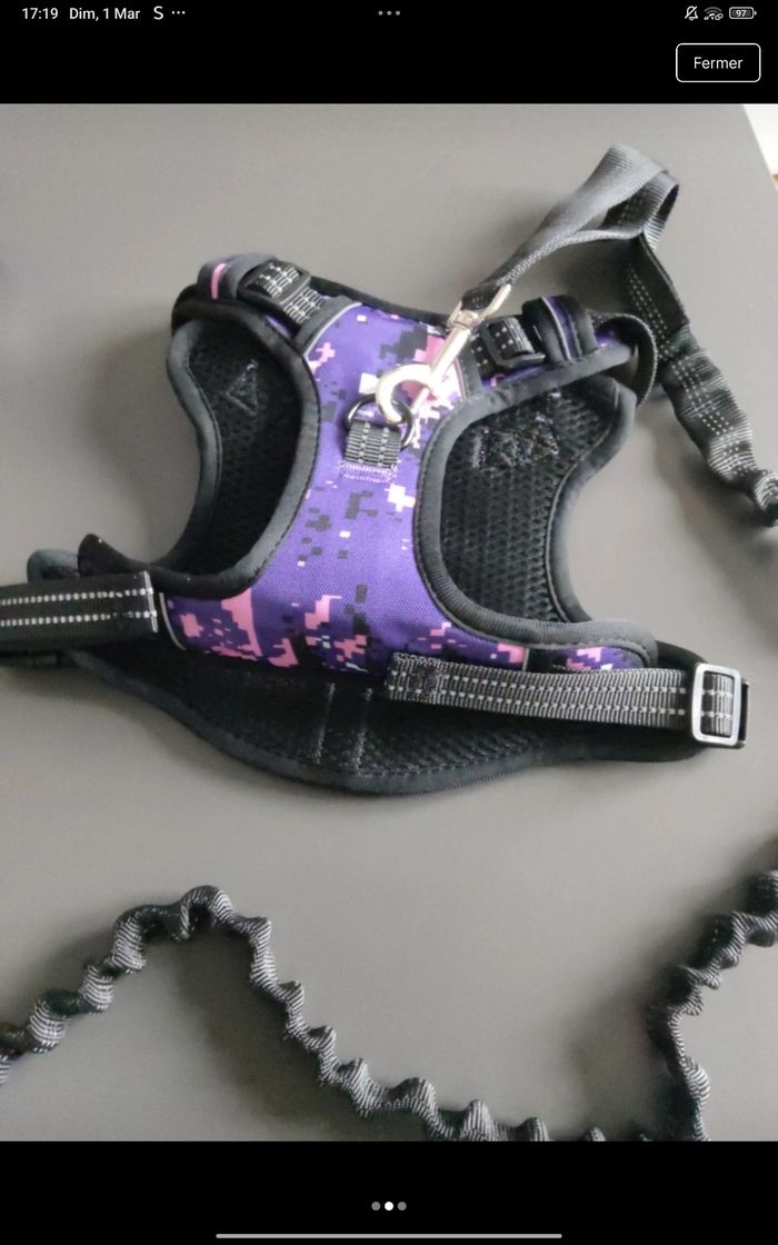 Laisse et harnais taille s mesure cou 35/53 poitrine 50/78 - photo numéro 2
