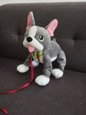 Chien bulldog à promener 