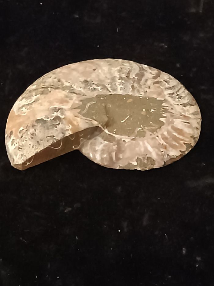 Ammonite - photo numéro 2