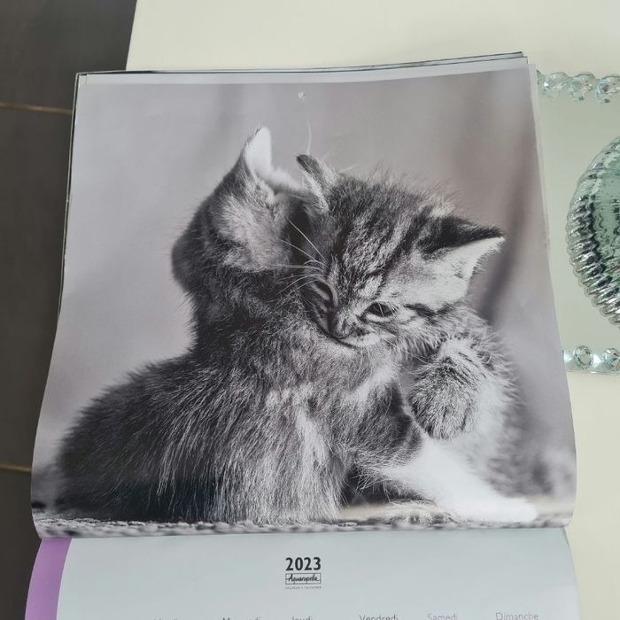 Calendrier chats 2023 - photo numéro 9