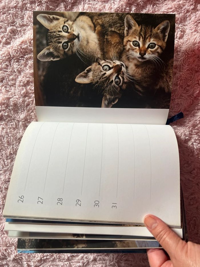 agenda perpétuel Chats - photo numéro 3