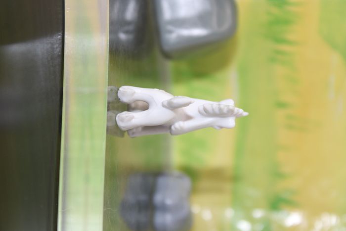 Pokemon Couafarel - photo numéro 4