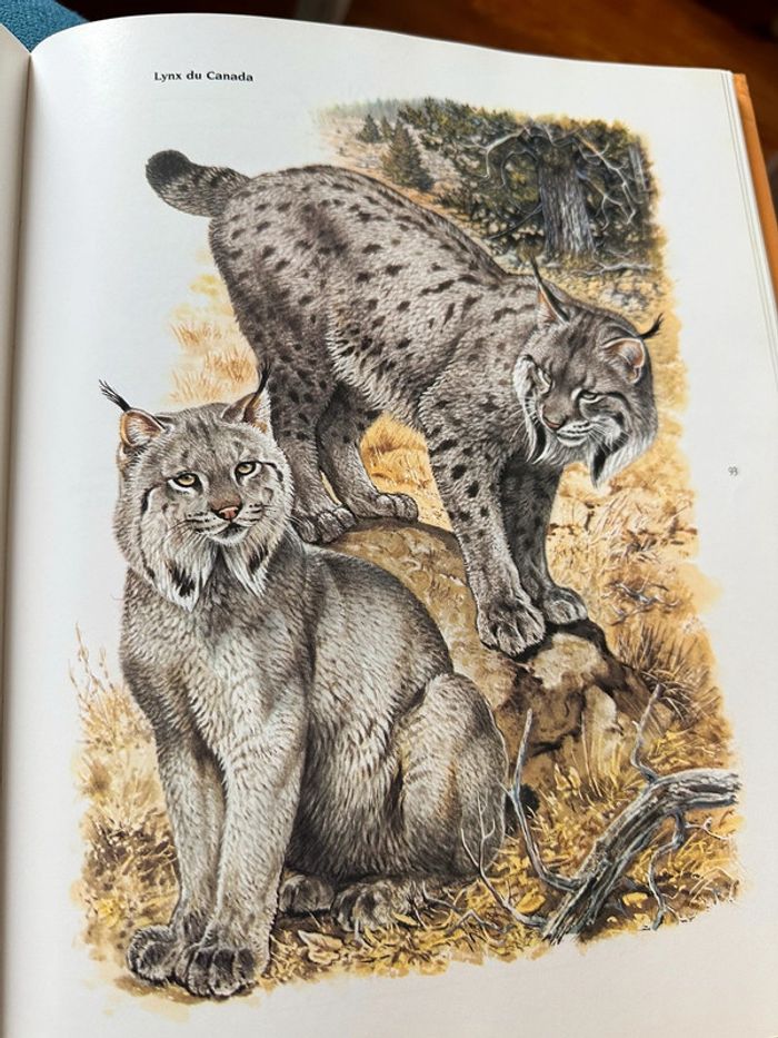 Livre Les Félins Robert Dallet Nathan rares illustrations tigre lion panthère léopard album - photo numéro 6