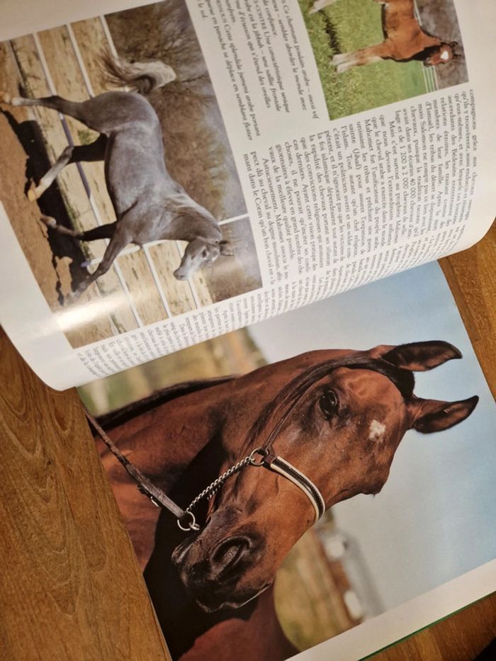Le royaume des chevaux - photo numéro 4