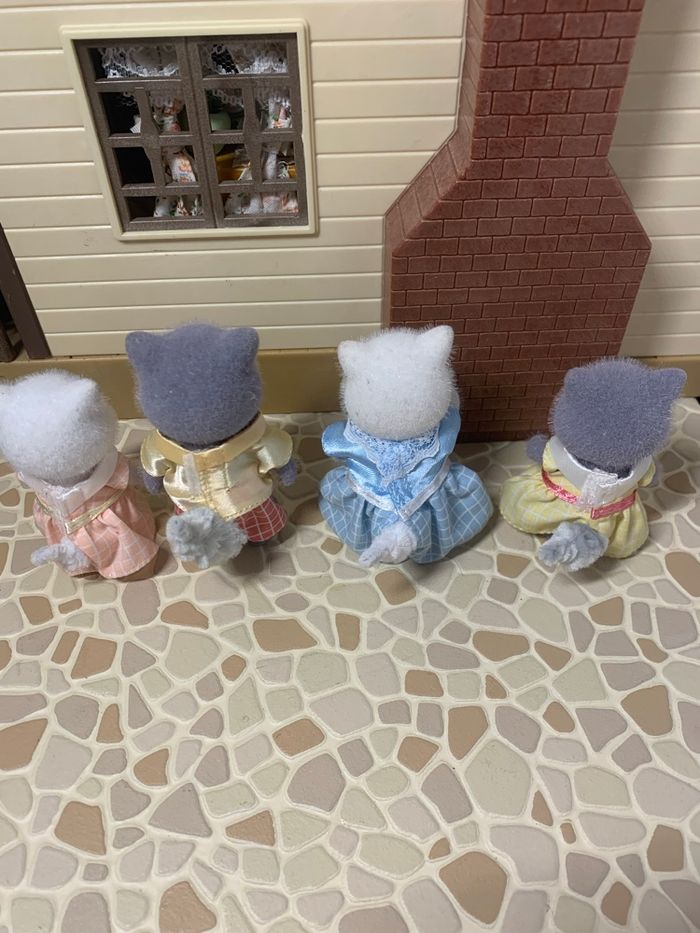 Persian cat family  5455 - photo numéro 5