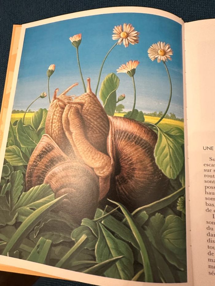 Beau livre vintage Animaux des maisons et des jardins Cemea Hachette Jeunesse documents nature - photo numéro 3