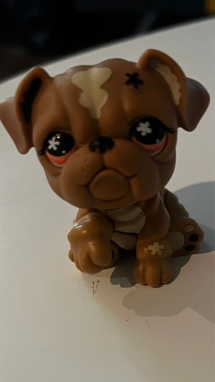 Pet shop bouledogue - photo numéro 5