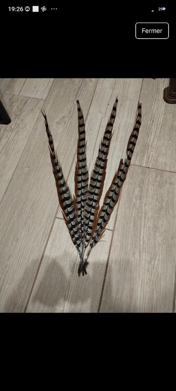 4 plumes faisan vénéré